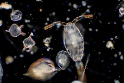 Image of organisms such as plankton